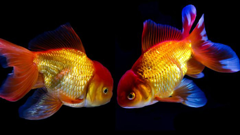 Illustrative article header image