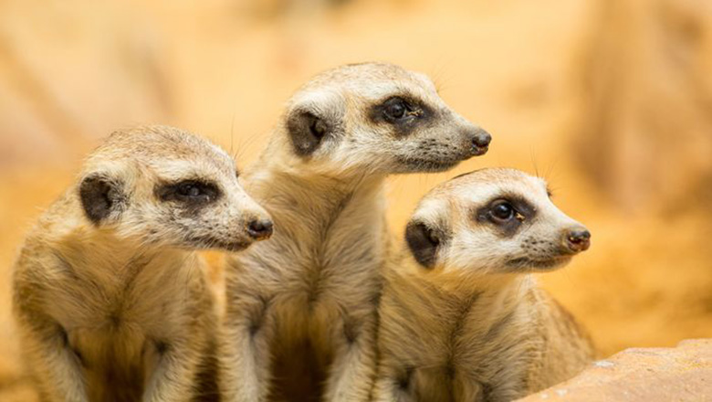 Illustrative article header image