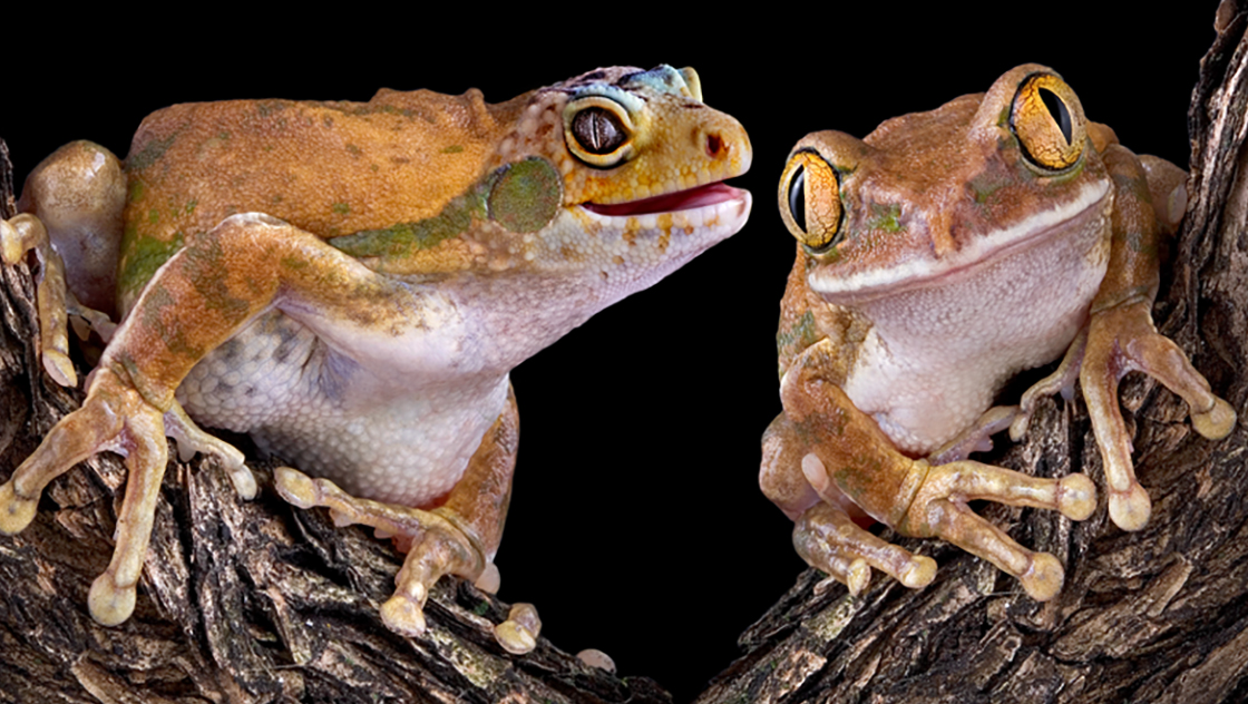 Mentoring and coaching essential to boosting performance, retention, and wellbeing